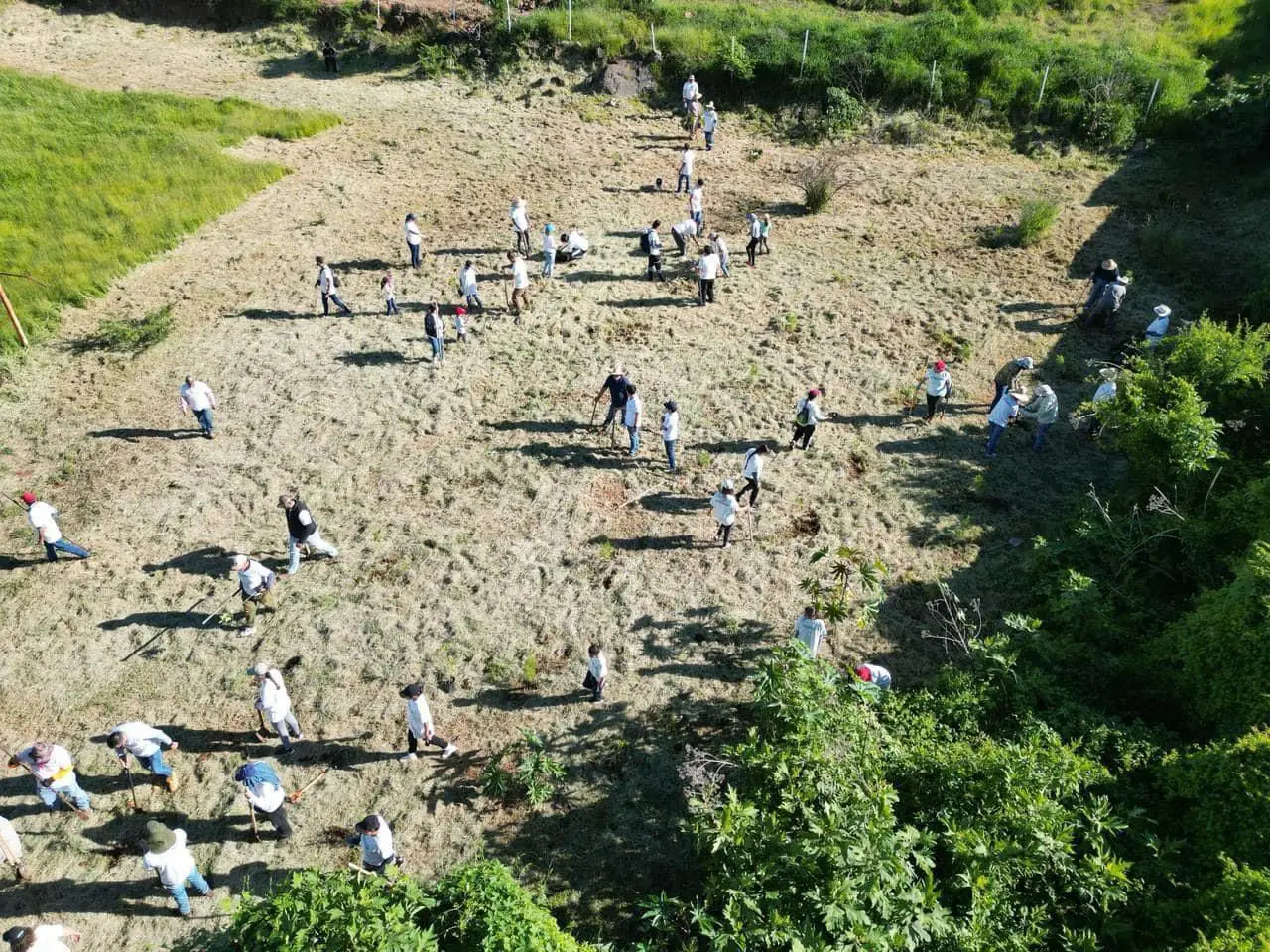 Jornada de reforestación en Pueblo Viejo